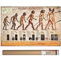 Amazon.com: 123Posters Human Evolution Poster 24 x 36: Prints: Posters ...