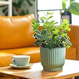 T4U 15cm Self Watering Plant Pots Indoor 6 Pack Green Plastic Flower Pots view 7