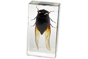 REALBUG Cicada Paperweight (2.9x1.6x1)