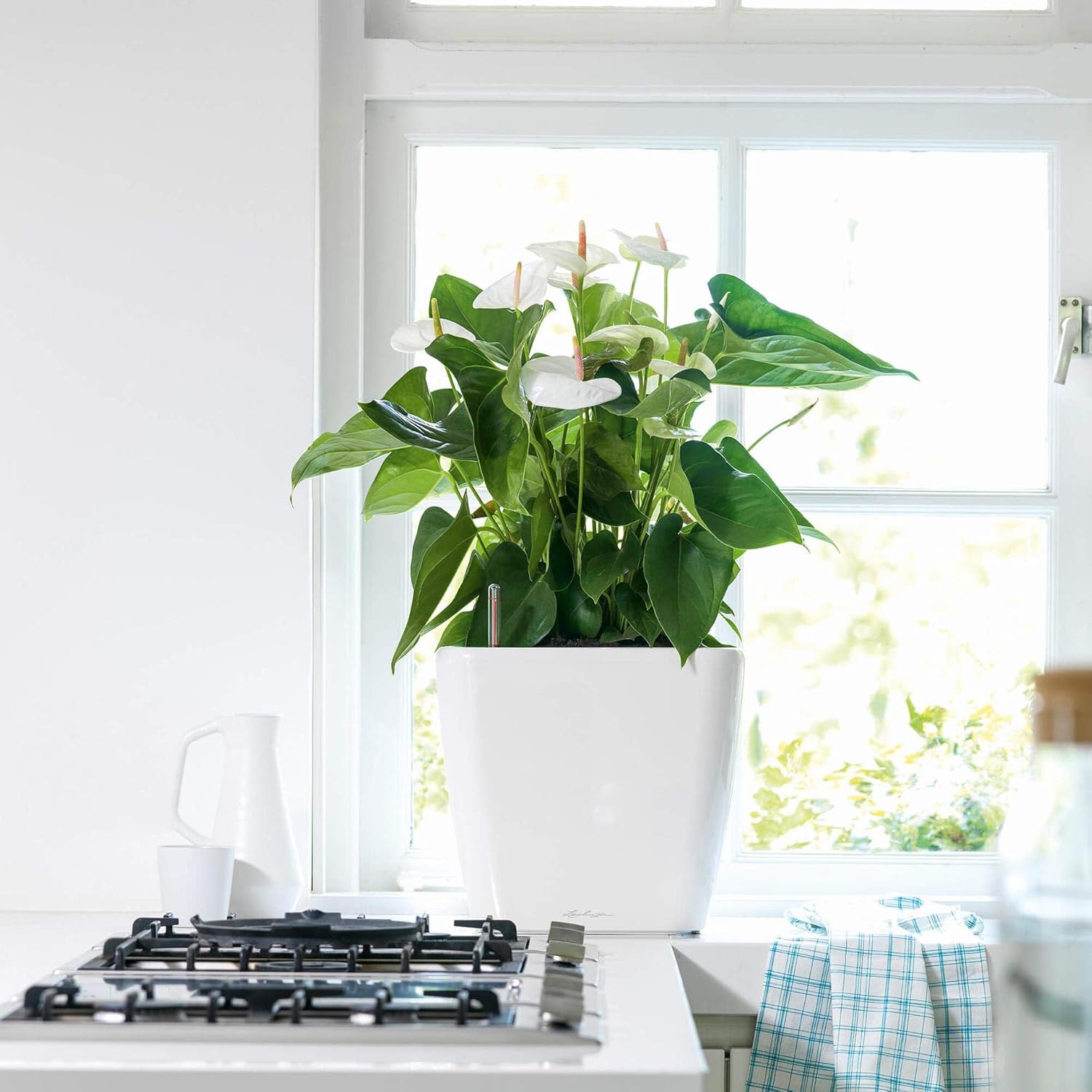 Lechuza Self Watering Plant Pot QUADRO LS 35 Garden Flower Indoor and Outdoor Plastic Planter with Drainage Hole H33 L35 W35 cm White High-Gloss - Image 4