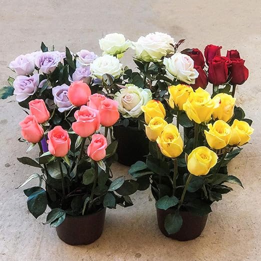 100pcs Semillas Rosas Ornamentales, Flores Románticas para Decorar ...