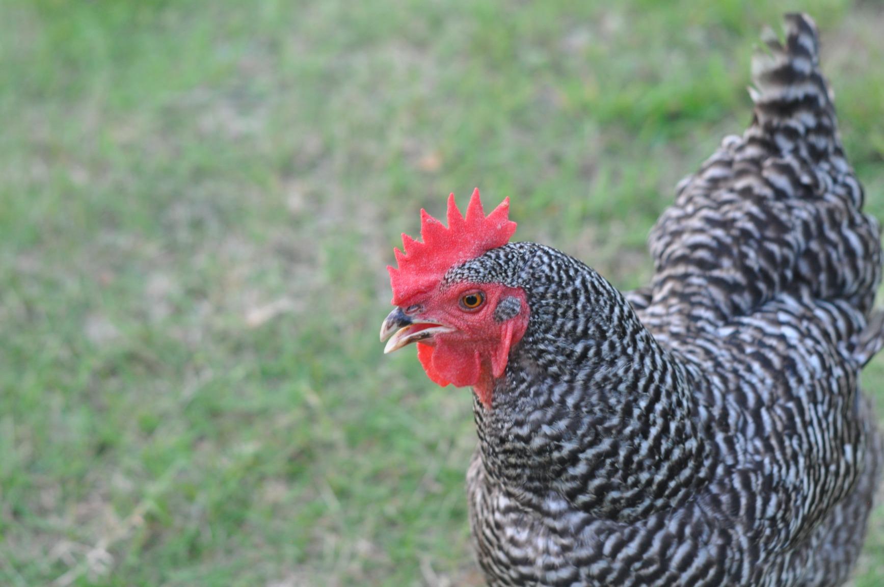 You can't beat the YONGNUO YN50mm F1.8N for the price.