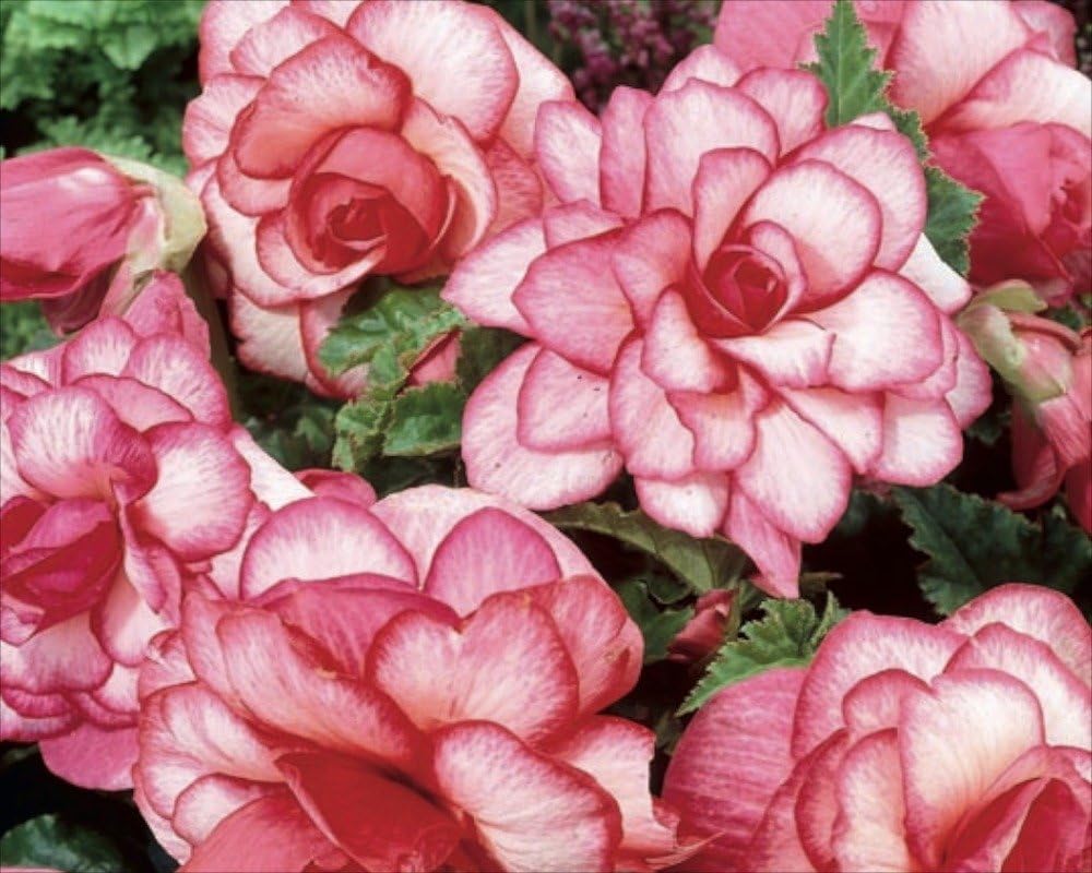 Begonia Special 'Bouton De Rose' WPC Prins Bulbs/Tubers Pack x3
