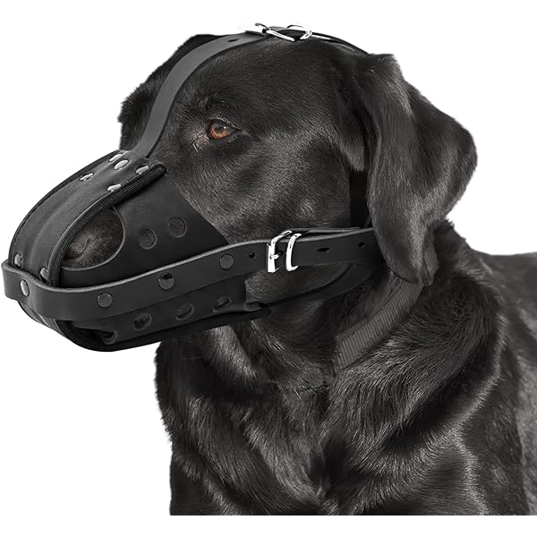 ray allen dog muzzle