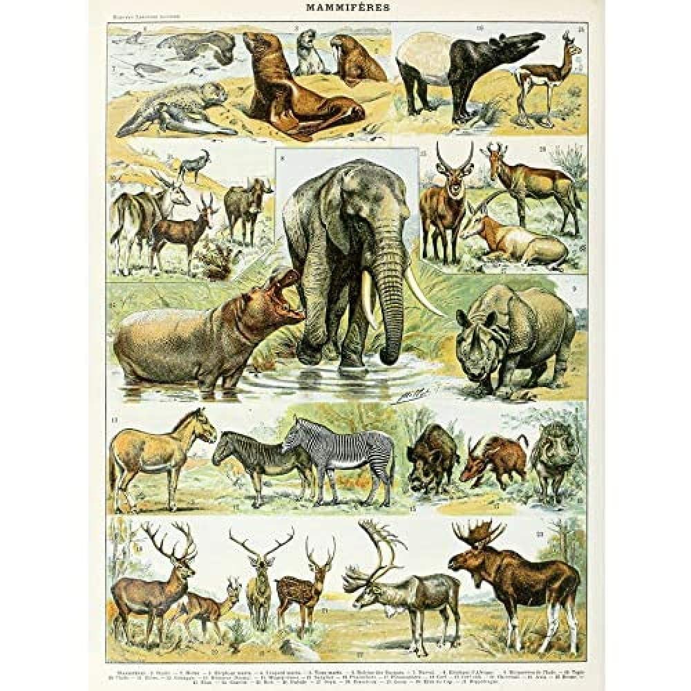 Artery8 Millot Encyclopedia Page Mammals Rhino Hippo Art Print Canvas Premium Wall Decor Poster Mural