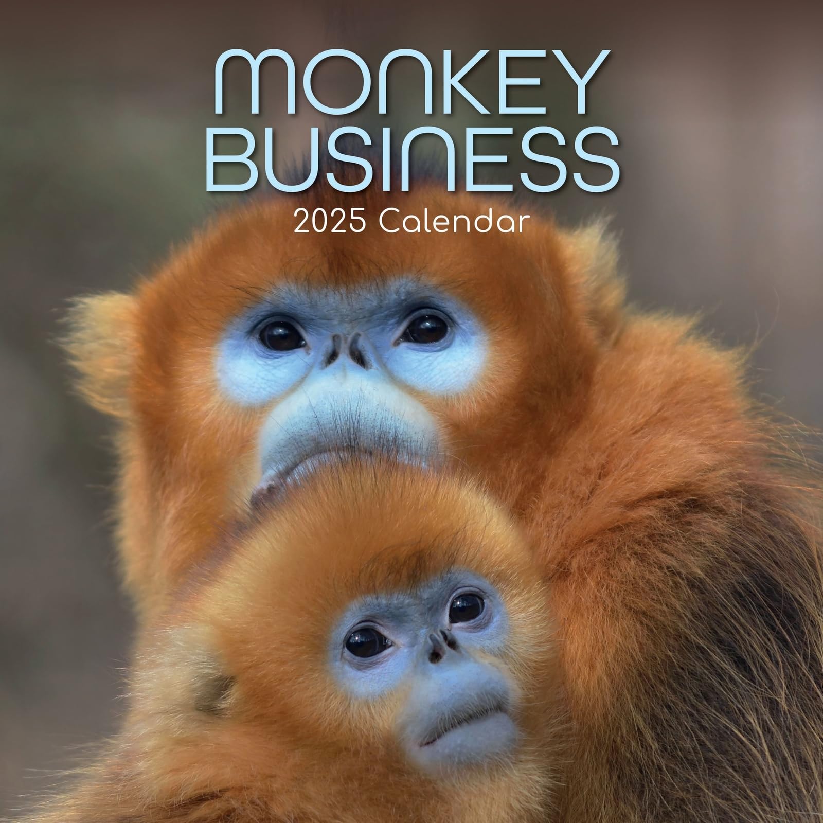 2025 Square Wall Calendar, Monkey Business, 16-Month Animals Theme with 180 Reminder Stickers (30 x 30 CM)