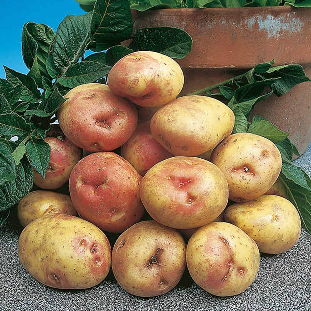 10 Pcs Seed Potatoes King Edward- A Traditional Favourite- Rich in Immune Boosting- Enjoy Handsome Harvests – for Your Beautiful Garden