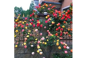 VAACNEE 100 Climbing Rose Seeds Garden Plant Vine Flower Seeds