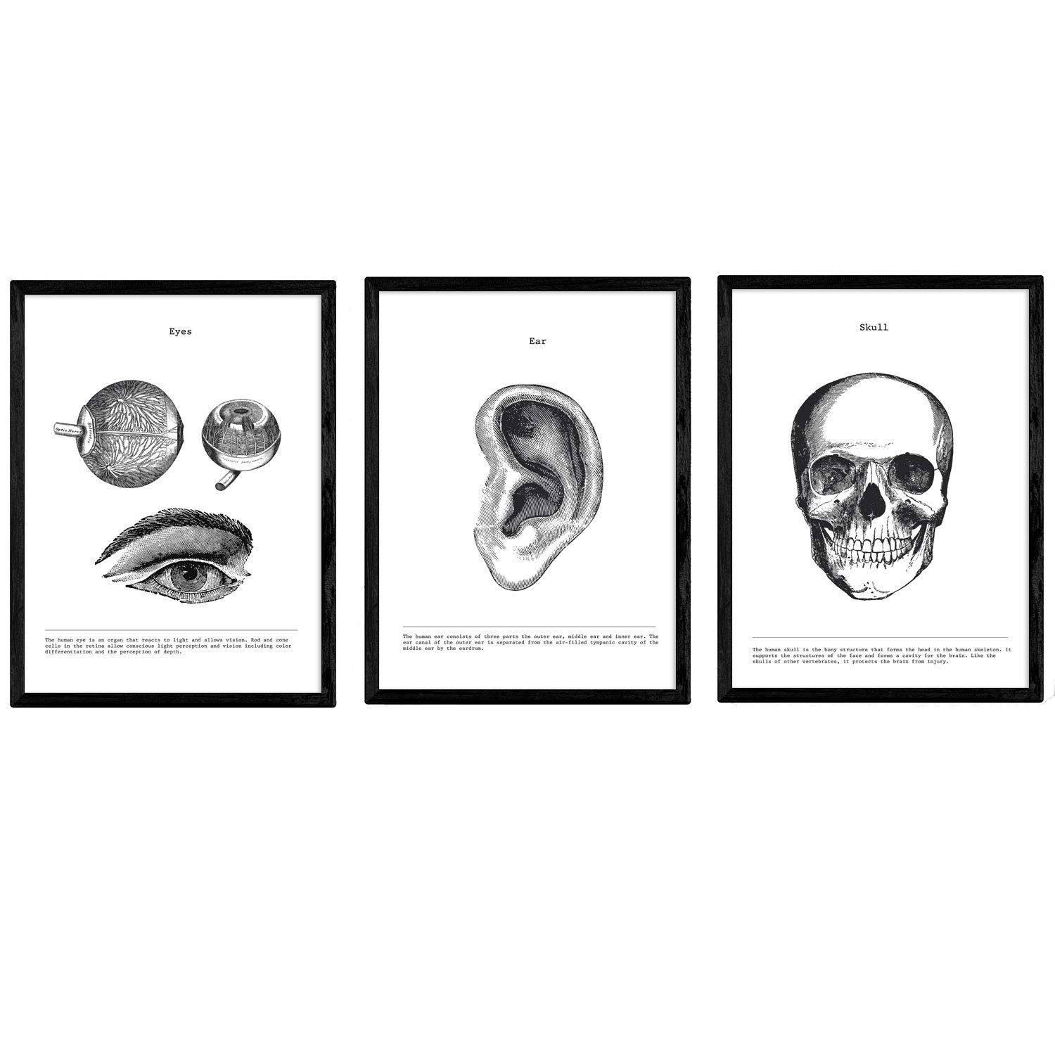 Nacnic Set of 3 Anatomy Posters. Vintage style wall decoration of eyes, ears and skulls. Assorted black and white pictures of human anatomy and body parts. Size A3.