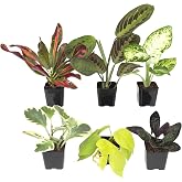 Easy to Grow Live Houseplants (6 Pack), Deluxe Collection of Assorted Air Purifying Indoor Plants, Peperomia, Spider Plants, No Duplicates, Pothos, Easy Plant Care, 2 in Pots, Begonia, Croton