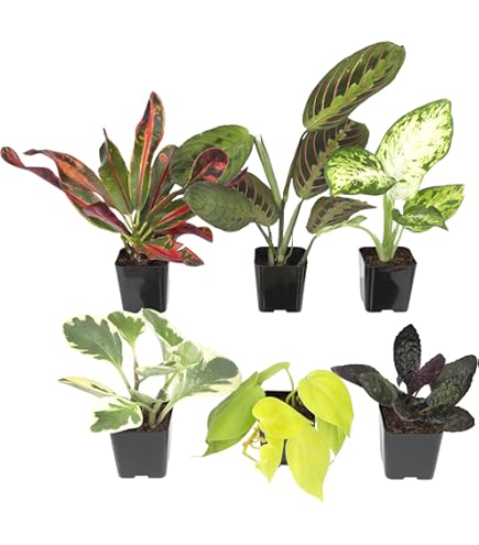 Amazon.com: Calathea Peacock Live Plant - Air Purifier and Home Decor |  Colorful Indoor Plants Live Houseplant | Calathea Makoyana | Live Plants,  Air-Purifying Indoor Houseplant : Grocery & Gourmet Food