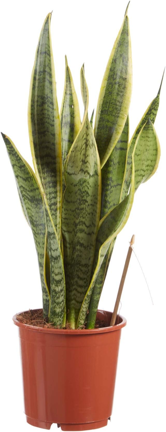 Sanseveria | Mother-Tongue | Succulent | houseplant | Height 50 cm | Pot 14 cm | Easy Maintenance