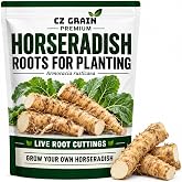 1 lb Fresh Horseradish Root for Planting, Seasoning, Cooking &amp; Sauces | Fresh whole root | Planting &amp; cooking | Bold pungent flavor | Sauces, seasoning &amp; gardens | 1 lb