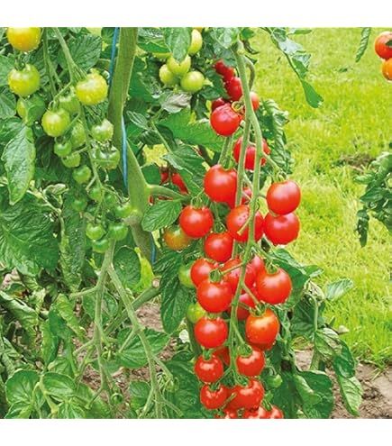 tomato ページ。 Tomato SVTE 8444 F1 | Tomato | Agroduka Limited