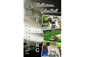 Lagotto Romagnolo Grooming by Bellissima GlemBell kennel