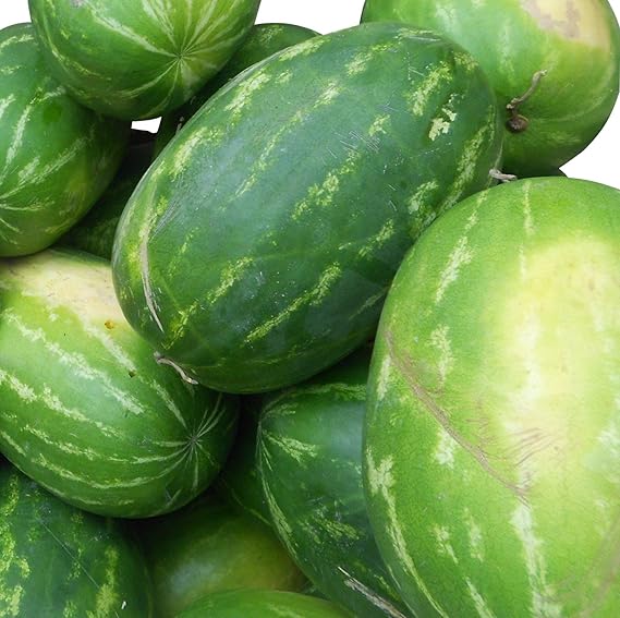 Rießen Wassermelone 15 Korn (Rar) >>>Fruchtgewicht von 12 bis 16 kg<<<
