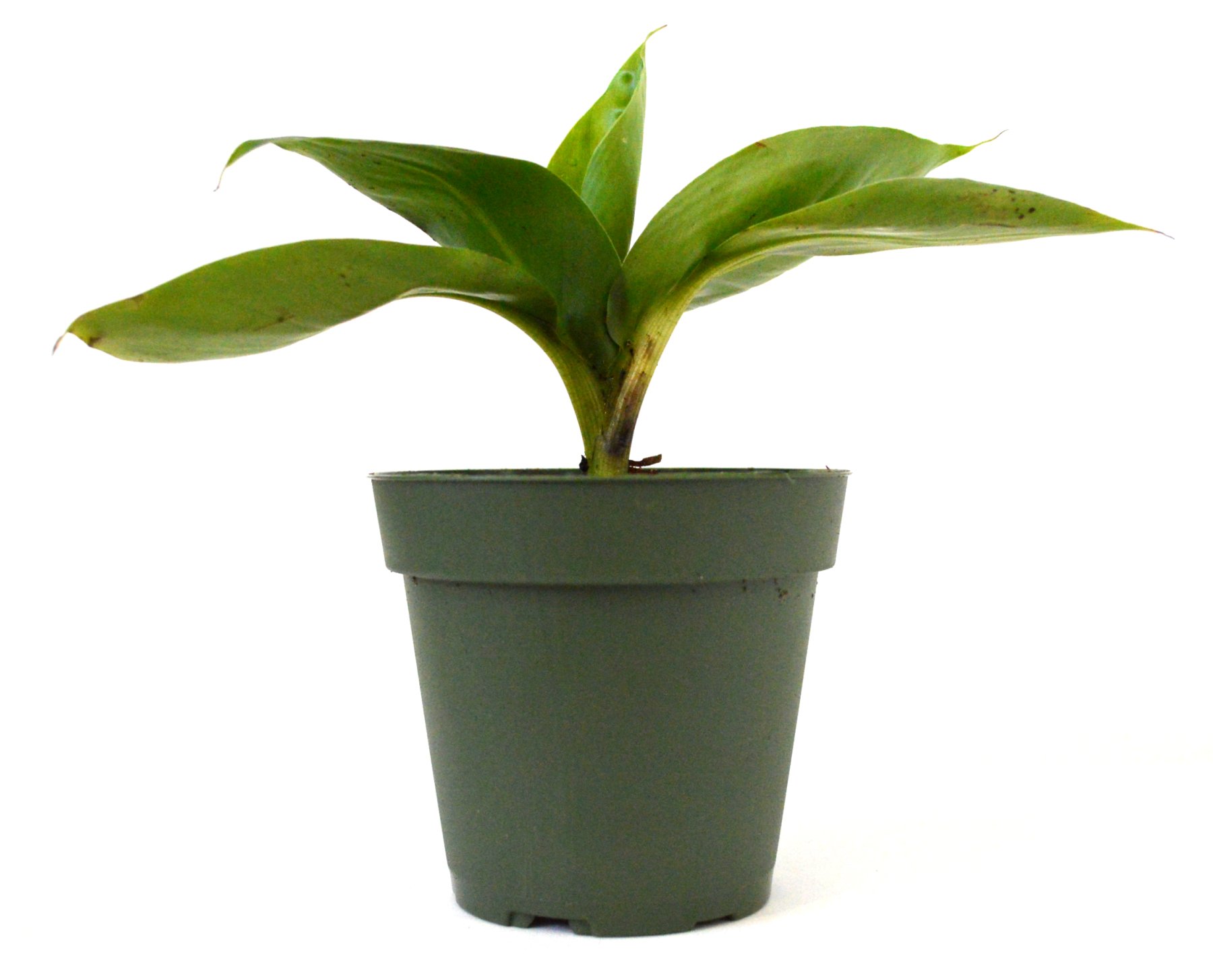 9Greenbox Dwarf Banana Plant 4" Pot Buy Online in United Arab