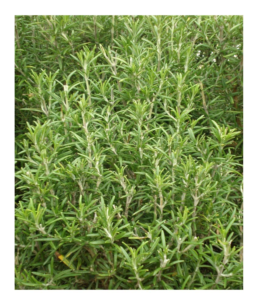 PREMIER SEEDS DIRECT - HERB - Rosemary - 300 Seeds (ROSEMARINUS OFFICINALIS)