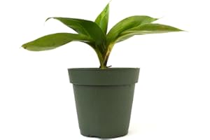 9Greenbox - Dwarf Banana Plant - 4" Pot - Live Plant