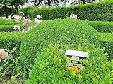 TOPBUXUS Grow Professional Boxwood Fertilizer 5kg for 100m2 No Yellow Leaves view 5
