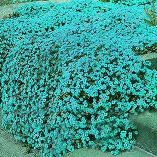 ADOLENB Seed House - Piedra Hierba Flores Semillas Raras Ganso ...
