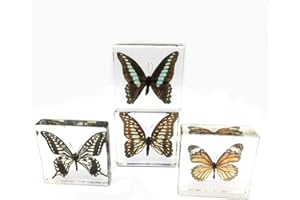 FUNSXBUG Amazingbug 4 PCS Real Butterfly Butterflie Specimen Specimens Paperweight Paperweights Collection Display (3x3x0.6 Inch)