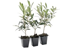 CITRONELLAKING 3 Dwarf Fruitless Olive Trees | Live Saplings in 2.5-inch Nursery Cubes | Olea europaea 'Montra' Variety | Drought-Tolerant Evergreen | Easy-Care, Small Compact Shrub for Home and Garden Landscaping