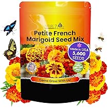 sunflower 2本 産地直送 ひまわり花束 ミックス咲き M（20本入り）／千葉 金井