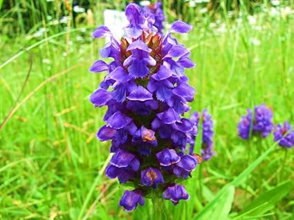 Image result for heal all flower