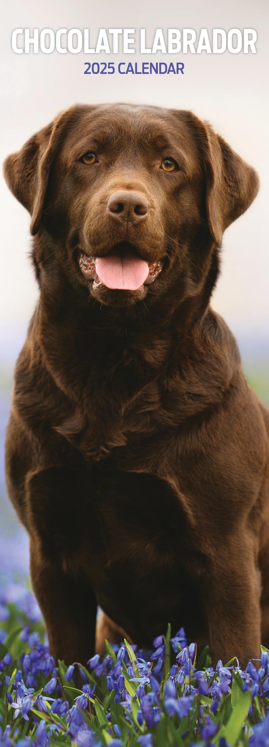 Labrador Chocolate 2025 Slim Calendar