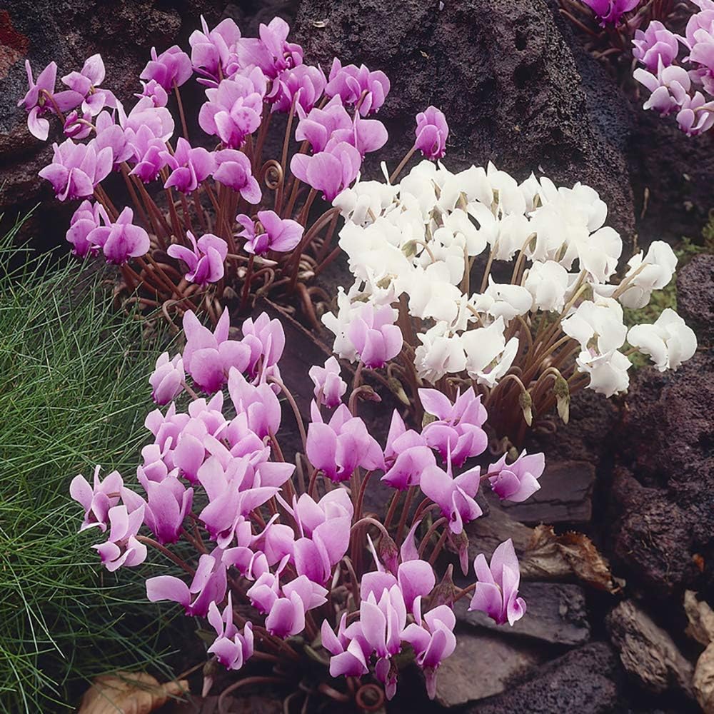 Cyclamen Hederifolium Plants (Pack of 6) Pink and White