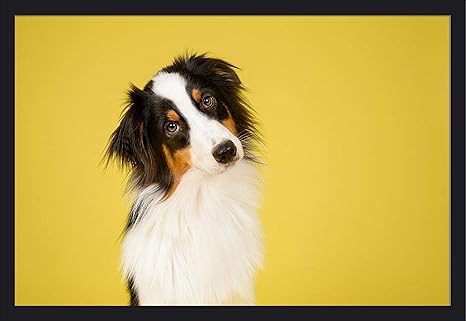 yellow australian shepherd