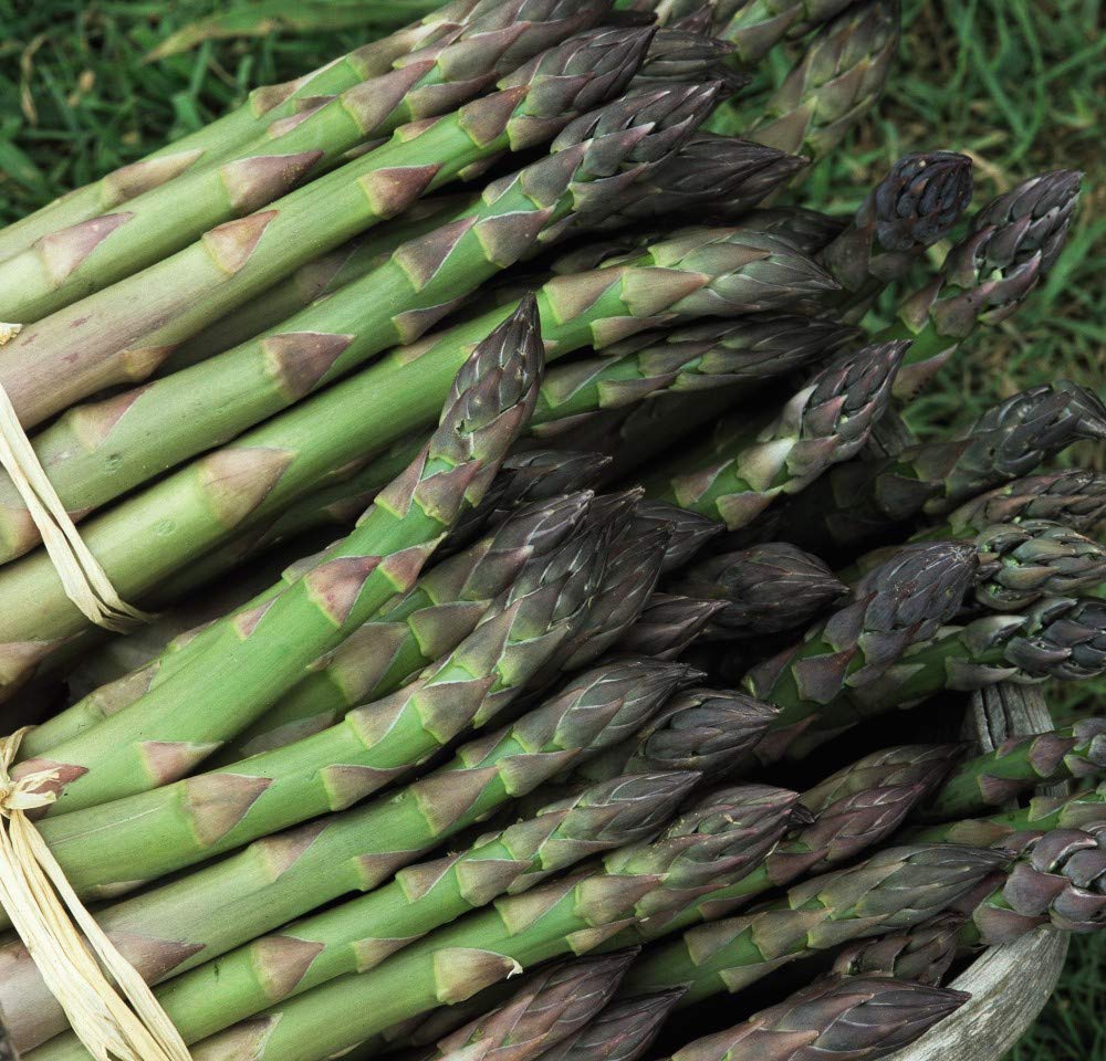 Thompson & Morgan - Vegetables - Asparagus Mary Washington - 40 Seed