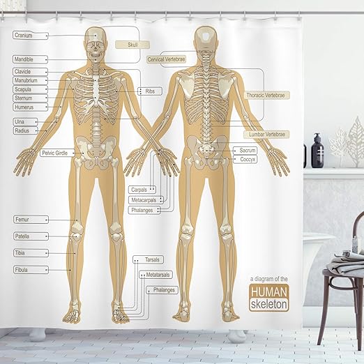 Amazon Com Ambesonne Human Anatomy Shower Curtain Diagram Of