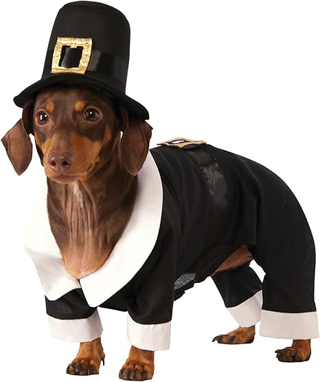 orijen dog food cheapest