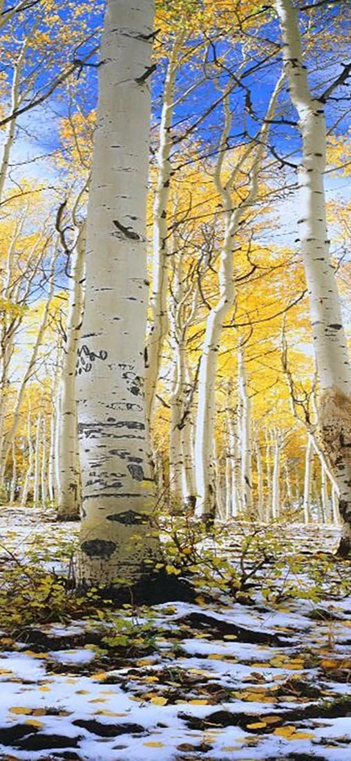 PeelitStickit, Beautiful Nature Wall Murals, ID-3257, vinyl, Multi-colour