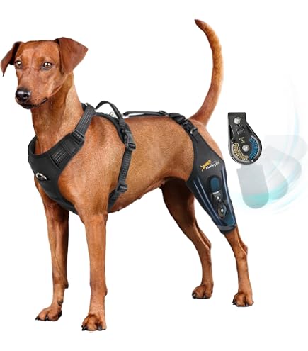 Amazon.com : Dog Knee Brace for torn acl hind leg with Adjustable