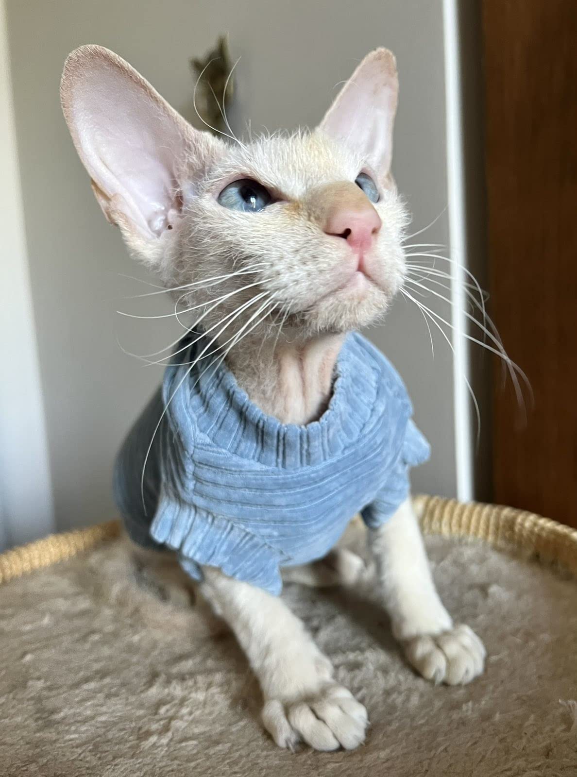 Kotomoda Cat's T-shirt Corduroy for Sphynx and naked cats (X-Small, Blue) — image 1
