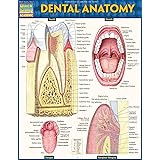 Dental Anatomy (Quick Study Academic)