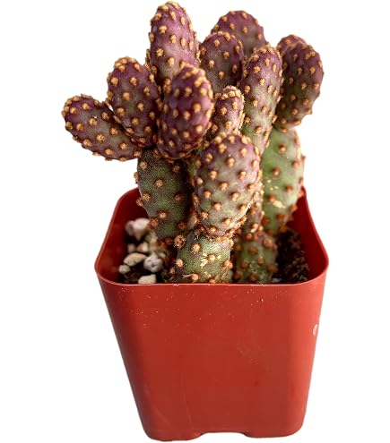 Amazon.com : Fat Plants San Diego Cactus Plants. Variety Package
