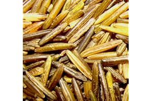 BINESHII 1 LB MN WILD RICE AMERICAN INDIAN HAND HARVESTED & WOOD PARCHED ALL NATURAL!