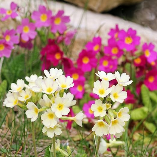 Primrose Crescendo Mix Seeds Primula Elatior Amazon Ca Patio Lawn Garden