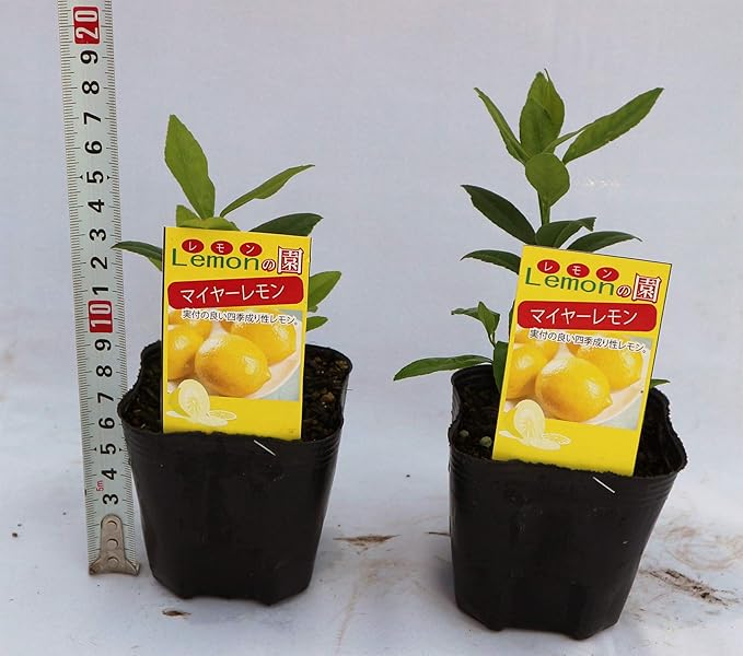 Amazon 早成り大実レモン 育てやすく寒さに強い 大実マイヤーレモン 果樹挿し木苗9cmポット 2個セット ポット苗なので年中植付け可能 即出荷 果物