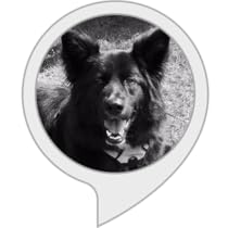 what is my dog thinking