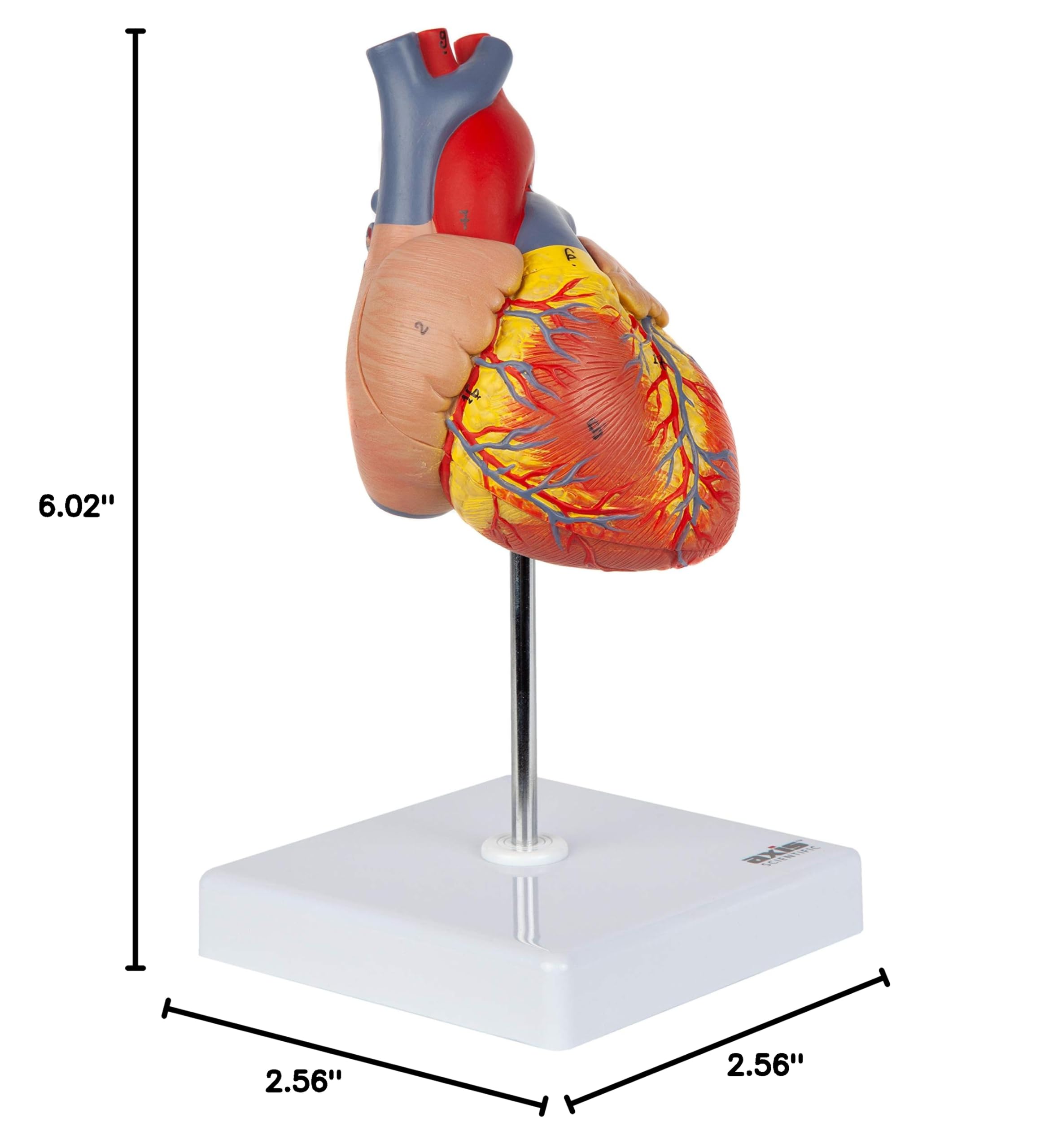 Axis Scientific Life-Size Human Heart Model, 2-Part Magnetic Design, 34 Labeled Structures, Mounted Base, Anatomy Study Manual