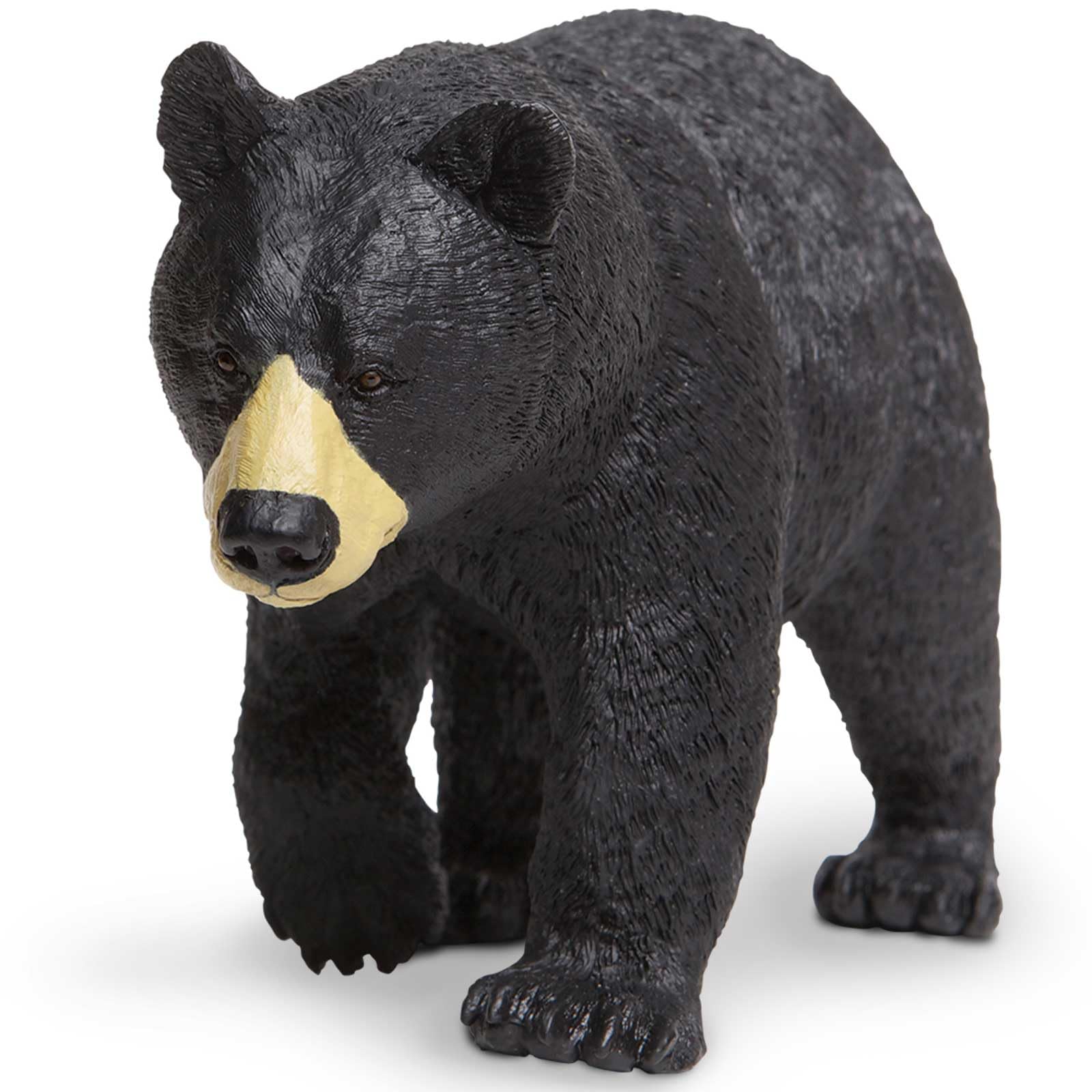 Black Bear