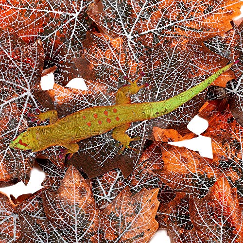 Reptile Maple leaf Artificial Plants ï¼ŒAquatic Pets Silk Terrarium Plantï¼Œdragons crabs hermit-crabs frogs,geckos iguanas lizards newts salamanders snakes spiders tortoises ball python Aquarium DÃ©cor