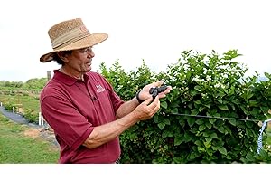 HELLO ORGANICS BlackBerry Plants "Prime-Ark Freedom" Price Includes Four (4) Plants