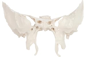 Axis Scientific Human Sphenoid Bone Model | Cast from a Real Human Sphenoid Bone Specimen | Life Size Replica Details All Fissures, Canals, and Processes | Includes Product Manual