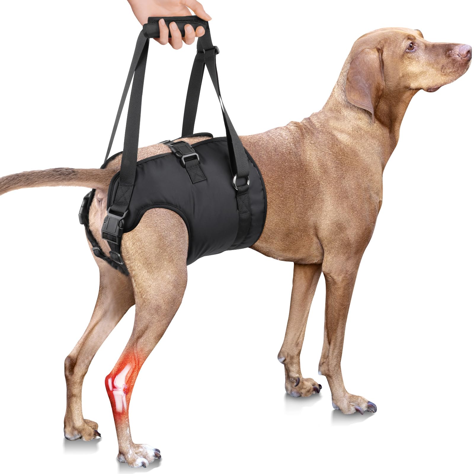 Photo 1 of PZRLit Dog Lift Harness - Adjustable Sling Support for Large Dogs Hind Legs, Mobility Aid for Elderly Dogs - Hip & Back Leg Joint Injury Assistant Vest - Help Senior Disabled for Walking,Large,Black